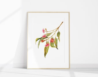 Watercolour Art Print A4 - Australian Native Botanical : Red Gum Flower Eucalyptus