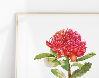 Watercolour Art Print A4 - Australian Native Botanical : Waratah