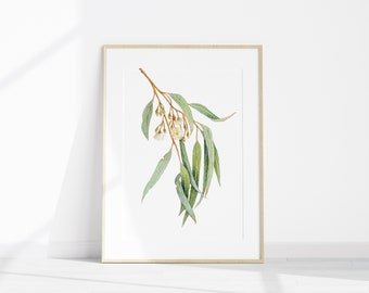 May include: A framed watercolor painting of a eucalyptus branch with white flowers and green leaves.