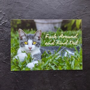 Carte postale Fuck Around and Find Out Cat, carte postale de chat FAFO de 5 x 7 pouces avec enveloppe gratuite, cadeau de dame de chat