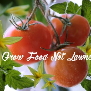 May include: Close-up of three red ripe tomatoes growing on a vine with green leaves and yellow flowers. The text "Grow Food Not Lawns" is superimposed on the image.