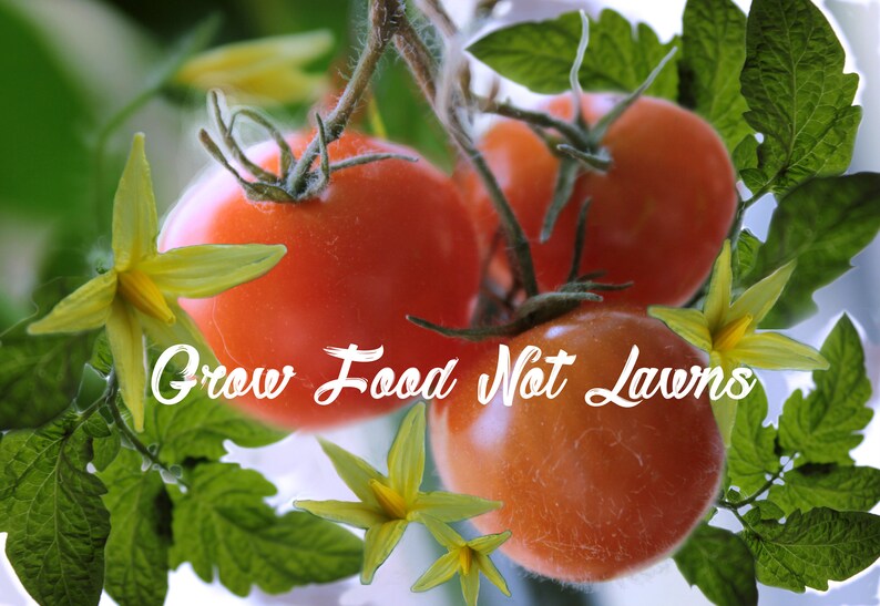 May include: Close-up of three red ripe tomatoes growing on a vine with green leaves and yellow flowers. The text "Grow Food Not Lawns" is superimposed on the image.