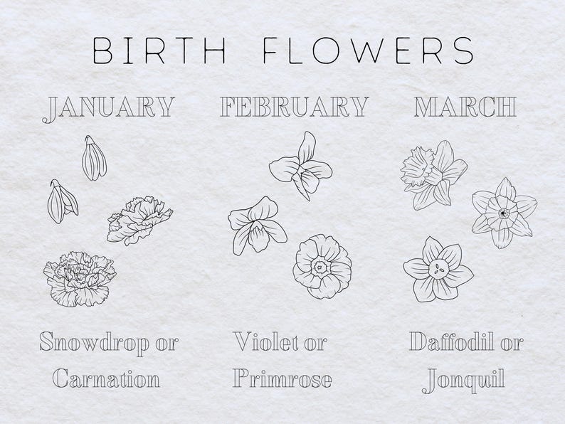 May include: A black and white illustration showing the birth flowers for each month of the year. January: Snowdrop or Carnation. February: Violet or Primrose. March: Daffodil or Jonquil.