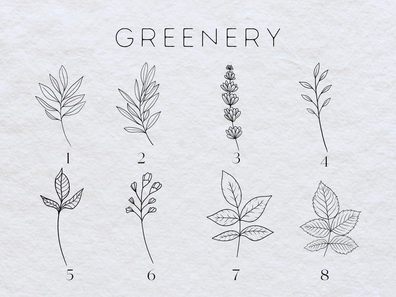 May include: A sheet of paper with the word "Greenery" printed at the top. There are eight black and white line drawings of different types of leaves and plants numbered 1 through 8.