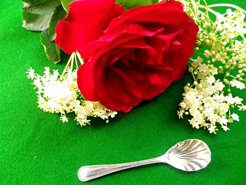 scallop shell bowl and beaded handle Victorian silver salt spoon
