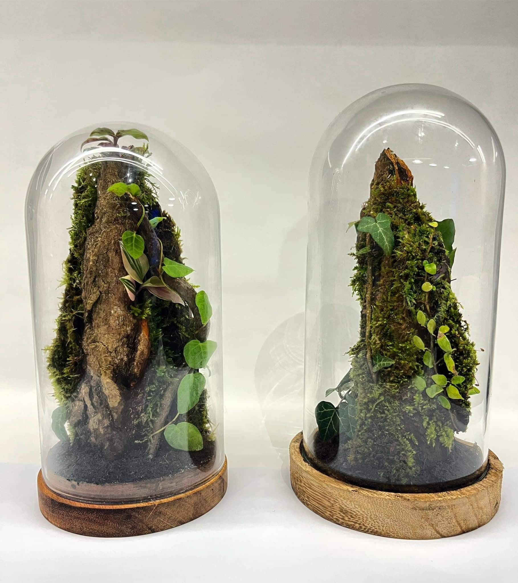 TERRARIUM - HEXAGON Jar Terrariums - New Hot Selling- Rare Moss - Self  Sufficient Terrarium low maintenance Gift Plant MINIMALIST