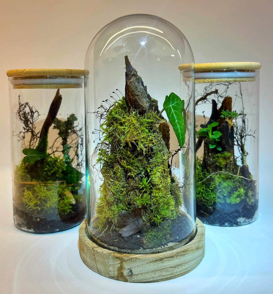 Terrarium in a Jar Live Moss in Glass Little Tree in Bowl Etsy