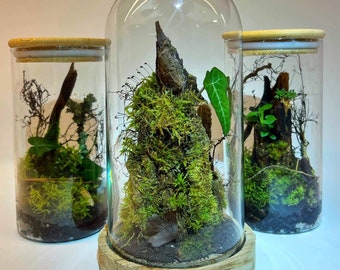 Terrarium in a jar, Live moss in glass, Little tree in bowl, Fairy garden, Natural plants, Live lamp, Small garden, Mini plants, Live gift