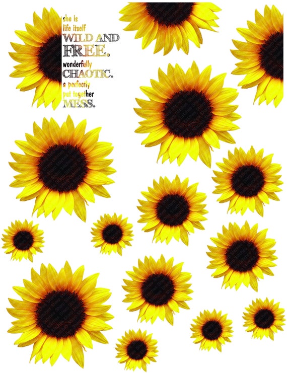 Free Free 185 Sunflower Waterslide Svg Free SVG PNG EPS DXF File