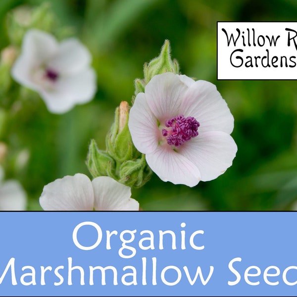 Organic Marshmallow Seeds, 25+ Seeds, Marshmallow Root, Medicinal Herbs, Heirloom Seeds, Non GMO, Plant, Garden