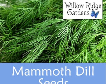 Mammoth Dill Seeds, 30+ Seeds, Sourced from Certified Grower, Medicinal Herb Seeds, Heirloom, Non GMO,  USA Grown