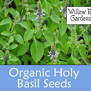 Organic Holy Basil Seeds, 30+ Seeds, Vana Tulsi, Medicinal Herb Seeds, Heirloom, Holy Basil Plant, Organic Herb Seeds, USA Grown