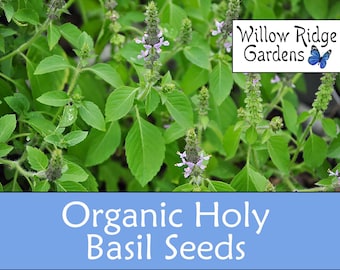 Organic Holy Basil Seeds, 30+ Seeds, Vana Tulsi, Medicinal Herb Seeds, Heirloom, Holy Basil Plant, Organic Herb Seeds, USA Grown