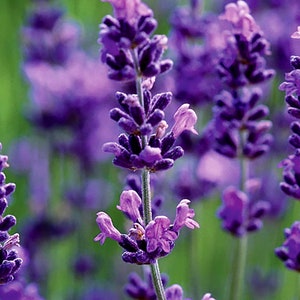 Pu&ograve; includere: Un primo piano di un campo di fiori di lavanda in fiore. I fiori sono di un colore viola vibrante e hanno un profumo delicato e fragrante.
