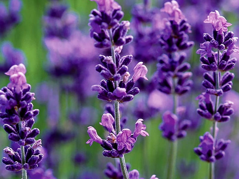 Pu&ograve; includere: Un primo piano di un campo di fiori di lavanda in fiore. I fiori sono di un colore viola vibrante e hanno un profumo delicato e fragrante.