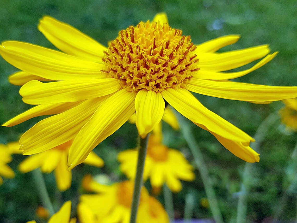European Arnica (Arnica Montana), Leaves, Germany Stock Photo