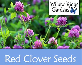 Könnte beinhalten: Nahaufnahme von roten Kleeblüten mit grünen Blättern. Das Bild zeigt den Text "Red Clover Seeds" auf blauem Hintergrund und das Logo "Willow Ridge Gardens" mit einem Schmetterling.