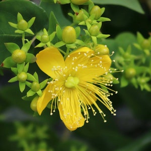 May include: A single yellow flower with many petals and a yellow center blooms on a green stem with green leaves and buds.