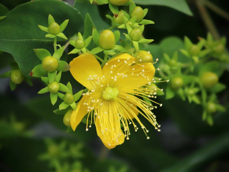 May include: A single yellow flower with many petals and a yellow center blooms on a green stem with green leaves and buds.