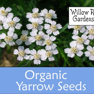 Organic Yarrow Seeds, 100+ Seeds, Achillea millefolium, Medicinal Herb Seeds, Heirloom, Flower Seeds, Non GMO, USA Grown