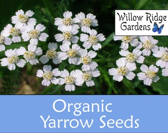 Organic Yarrow Seeds, 100+ Seeds, Achillea millefolium, Medicinal Herb Seeds, Heirloom, Flower Seeds, Non GMO, USA Grown