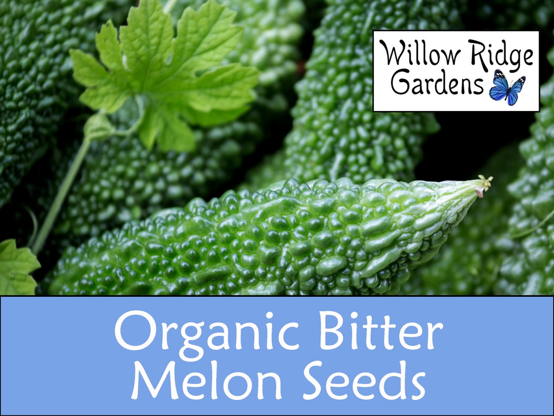 Asian Vegetable Seeds 30+ Bitter Melon Seeds - Heirloom Non-GMO