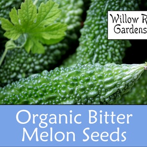 Organic Bitter Melon Seeds, 10+ Seeds, Medicinal Herbs, Heirloom Seeds, Non GMO, Plant, USA Grown