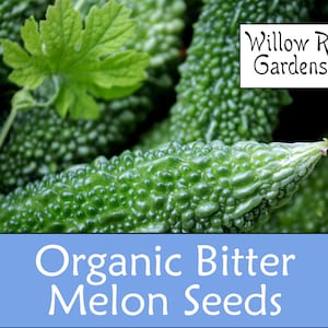 Organic Bitter Melon Seeds, 10+ Seeds, Medicinal Herbs, Heirloom Seeds, Non GMO, Plant, USA Grown