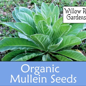 Organic Mullein Seeds, 100+ Seeds, Common Mullein, Verbascum Thapsus, Medicinal Herbs, Heirloom Seeds, Non GMO, Plant, USA Grown