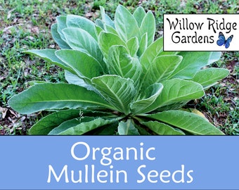 Organic Mullein Seeds, 100+ Seeds, Common Mullein, Verbascum Thapsus, Medicinal Herbs, Heirloom Seeds, Non GMO, Plant, USA Grown