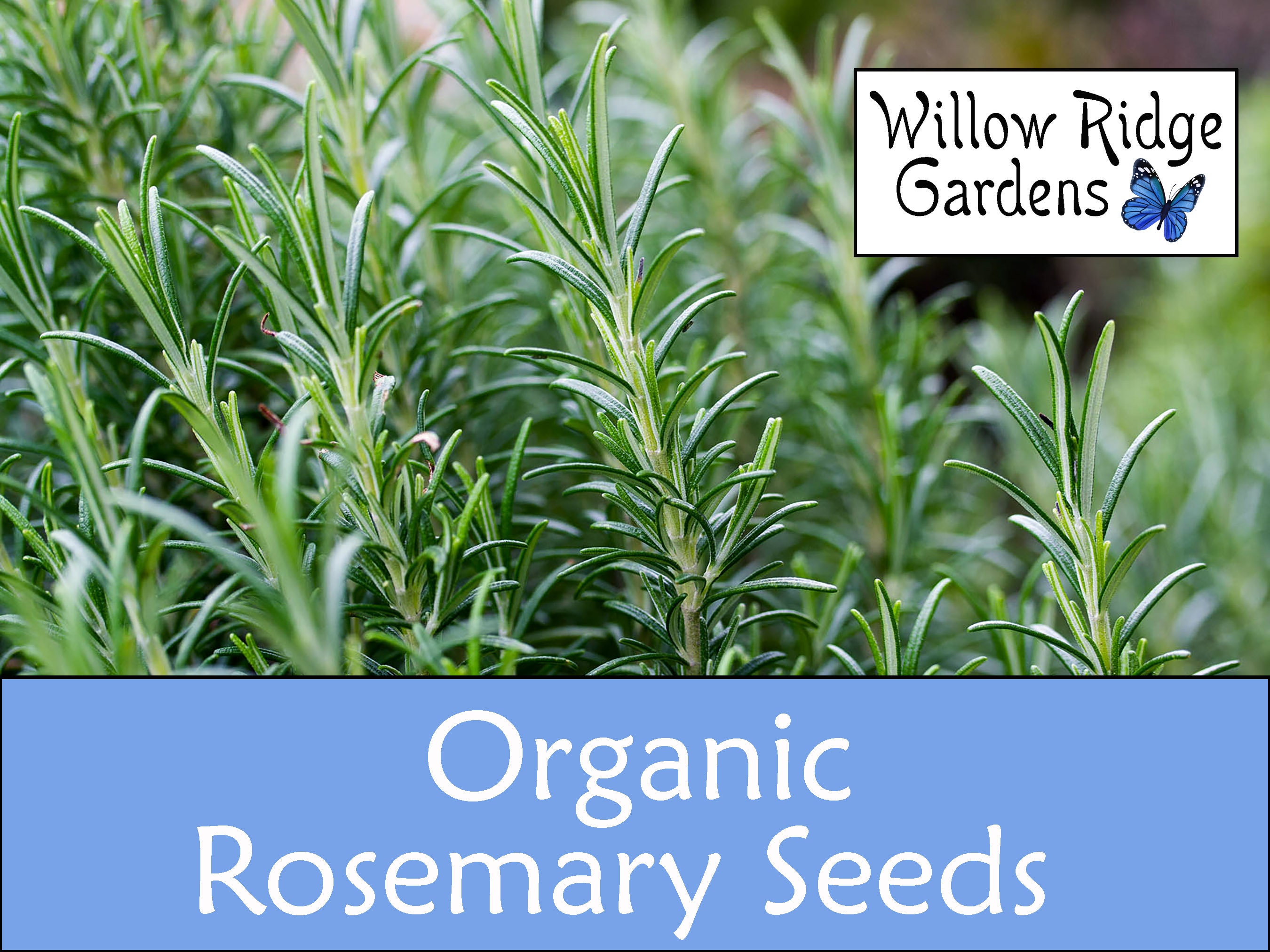 100% Pure Spanish Rosemary Essential Oil – Lavender Ridge Farms
