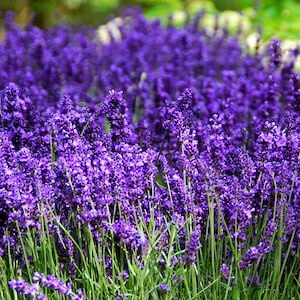 Pu&ograve; includere: Un campo di fiori di lavanda viola in piena fioritura. I fiori sono in piena fioritura e il campo &egrave; lussureggiante e verde.