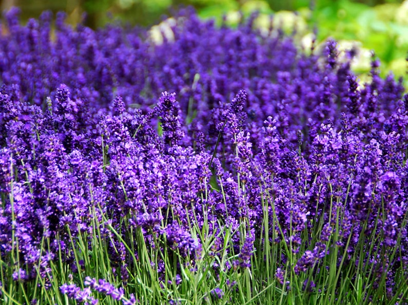 Pu&ograve; includere: Un campo di fiori di lavanda viola in piena fioritura. I fiori sono in piena fioritura e il campo &egrave; lussureggiante e verde.
