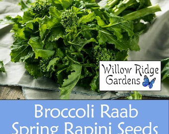 Broccoli Raab Spring Rapini Seeds, Sourced from Certified Grower, 100+, Heirloom Seeds, Non GMO, USA Grown
