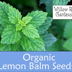 Organic Lemon Balm Seeds, 50+ Seeds, Medicinal Herb Seeds, Heirloom, Non GMO, Lemon Balm Plant, USA Grown