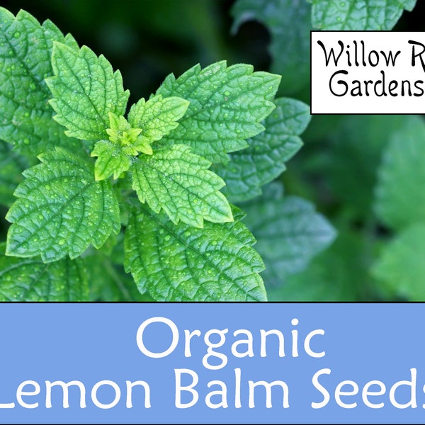 Organic Lemon Balm Seeds, 50+ Seeds, Medicinal Herb Seeds, Heirloom, Non GMO, Lemon Balm Plant, USA Grown