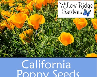 California Poppy Seeds, Sourced from Certified Growers, Pesticide Free,  Eschscholzia Californica, USA Grown (50+ Seeds)