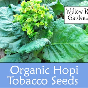 Organic Hopi Tobacco Seeds, 100+ Seeds, Medicinal Herbs, Heirloom Seeds, Non GMO, Plant, USA Grown