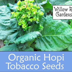 Organic Hopi Tobacco Seeds, 100+ Seeds, Medicinal Herbs, Heirloom Seeds, Non GMO, Plant, USA Grown