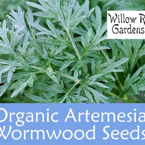 Organic Wormwood Seeds, Artemesia Absinthium, 300 Seeds, Medicinal Herbs, Heirloom Seeds, Non GMO, Plant, USA Grown