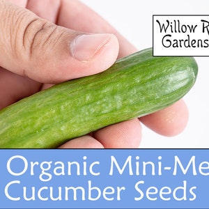 Organic Mini-Me Cucumber Seeds, 10+ Seeds, Vegetable Seeds, Organic Seeds, Non GMO, Garden Seeds, USA Grown