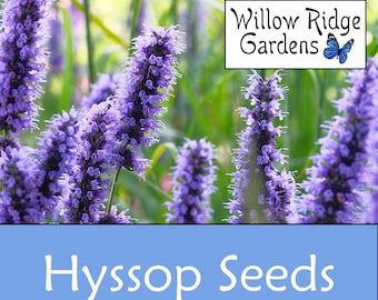 Hyssop Seeds, 25+ Seeds, Sourced from Certified Growers, Hyssopus Official, Medicinal Herbs, Heirloom Seeds, Non GMO, Plant, Garden