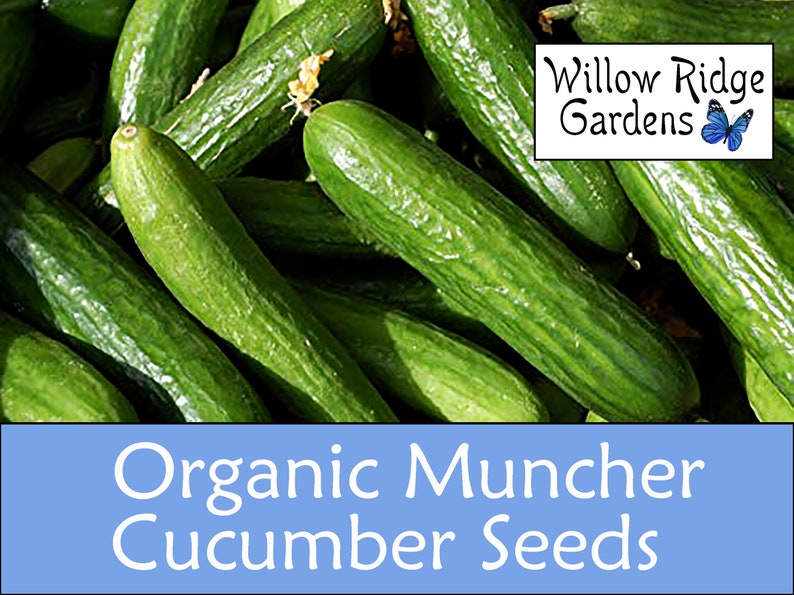Willow Ridge Gardens Muncher Cucumber Seeds