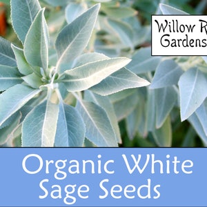 Organic White Sage Seeds, 50+ Seeds, Salvia apiana, Medicinal Herb Seeds, Heirloom, Non GMO, White Sage Plant, USA Grown