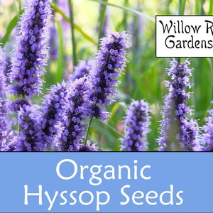 Organic Hyssop Seeds, 25+ Seeds, Hyssopus Official, Medicinal Herbs, Heirloom Seeds, Non GMO, Plant, Garden