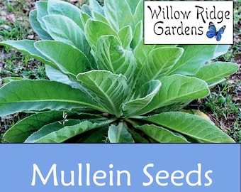 Mullein Seeds, Sourced from Certified Grower, 100+ Seeds, Verbascum Thapsus, Medicinal Herbs, Non GMO, USA Grown