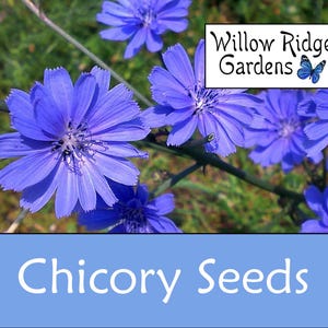 Chicory Seeds, 300+ Seeds, Sourced from Certified Growers, Forage Chicory, Medicinal Herb Seeds, Heirloom, Flower Seeds, Non GMO, USA Grown