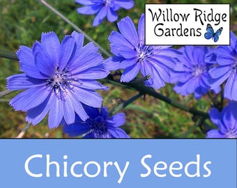 Chicory Seeds, 300+ Seeds, Sourced from Certified Growers, Forage Chicory, Medicinal Herb Seeds, Heirloom, Flower Seeds, Non GMO, USA Grown