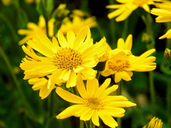 Meadow Arnica Seeds, 15+ Seeds, Sourced From Certified Growers, Medicinal  Herb Seeds, Non GMO, USA Grown - Etsy