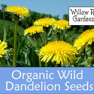 Organic Wild Dandelion Seeds, Taraxacum Officinalis, 100 Seeds, Medicinal Herb Seeds, Heirloom, Organic Dandelion Seeds, Non GMO, USA Grown
